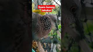 Suara Burung Tekukur