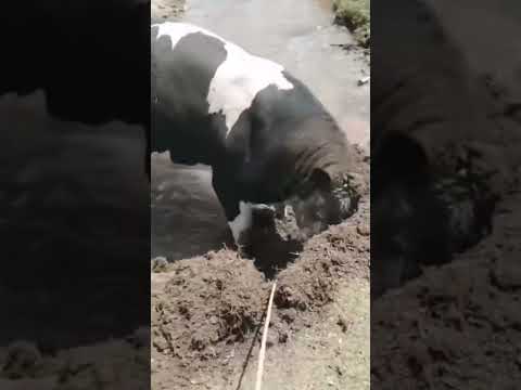 هذا مرض يصيب البقر في الرأس وما ترتاح الين تسوي كذا