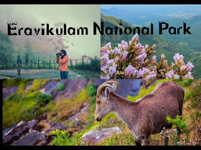 Rajamalai (Eravikulam) National Park, Munnar | DestiMap | Destinations On  Map