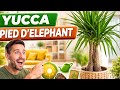 Rempotage de Yucca Pied d'éléphant