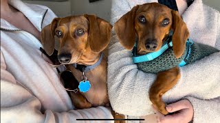 Weenie babies 🐾🌭🐾 by April Showers Bring May Flowers 356 views 5 months ago 5 minutes, 55 seconds