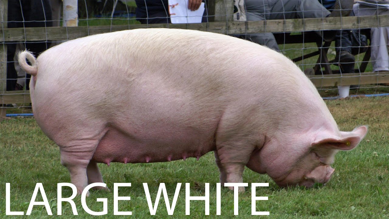 FARM SCHOOL Large White A Largest Pig Breed Ever 250 Kg 450 Kg farm-school-large-white-a-largest-pig-breed-ever-250-kg-450-kg