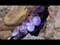 Fissures dans la valle aprs le tremblement de terre des ufs de cristal violets apparaissent