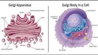 Golgi apparatus  notes || introduction, important, function etc notes by Education model