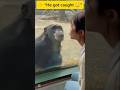 👉 “Wait Till His Wife Shows Up 😳😂 Monkey Got Caught Red Handed!”#funny #monkey #comedy #shorts