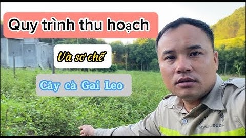 Quy trình thu hoạch và sơ chế cà gai leo | Nông Dược Tĩnh Sáng Đường