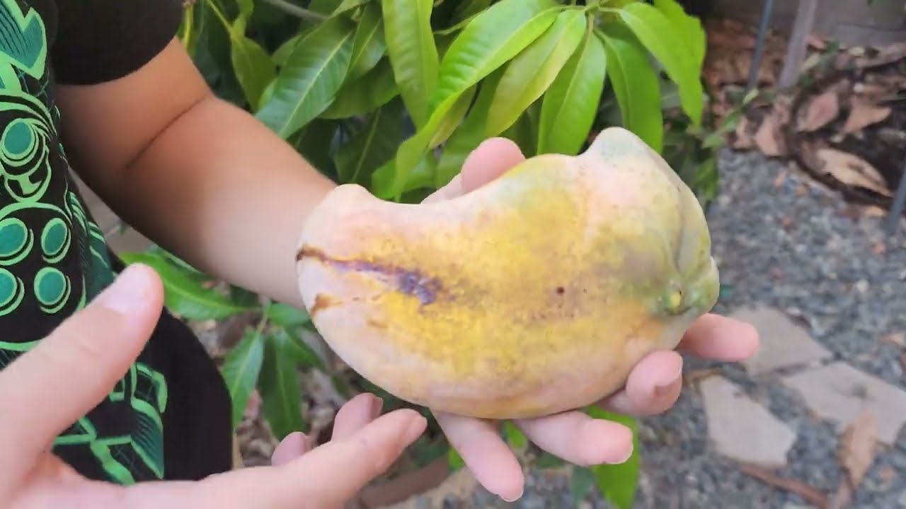 Growing Mangoes 🥭  in Southern California