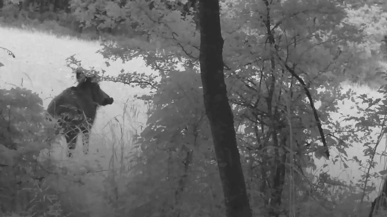 BEST OF - ANIMAUX SAUVAGES AU PIEGE PHOTO (11 espèces différentes: faisan, chevreuils, daims,...)