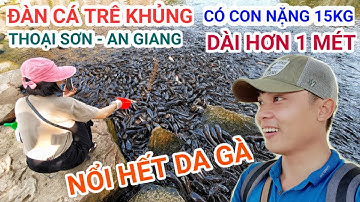 Chuyện lạ khó tin ở An Giang vừa xuất hiện "ĐÀN CÁ TRÊ KHỦNG" nặng hàng chục tấn trèo lên bờ đòi ăn