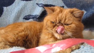 Кот экзот Пончик или как достать спящего кота. Мимими. by Azioppa E8 8,298 views 8 years ago 1 minute, 30 seconds