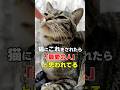 猫が飼い主を最愛の人だと思ってる8つのサイン！ #猫 #猫雑学 #ねこたんの解説