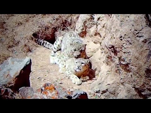 Rare footage: Bet you've never seen snow leopards mating before