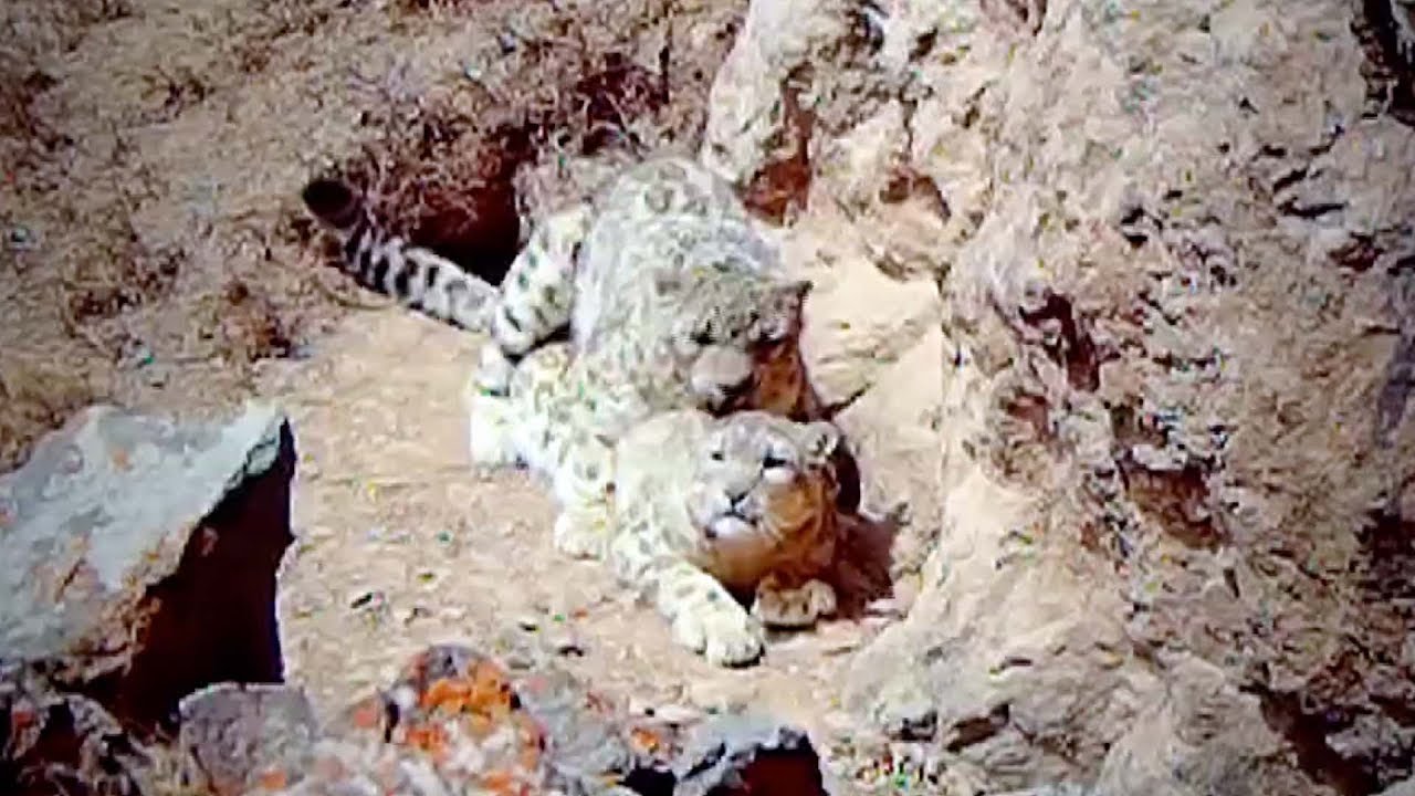 Rare footage: Bet you've never seen snow leopards mating before - YouTube