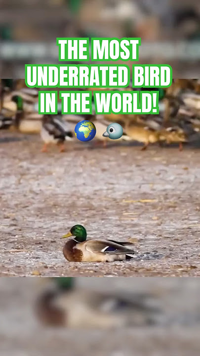 The most UNDERRATED bird in the WORLD!