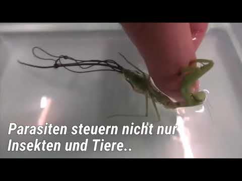 Video: Spucken Gottesanbeterinnen?