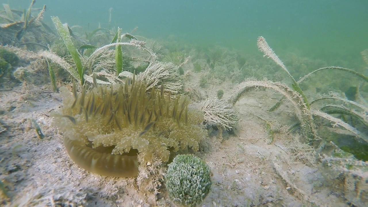 upside down jellyfish youtube