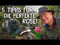 Rosen pflanzen leicht gemacht! 🌹 - Tipps fürs Schneiden, Düngen & Wässern