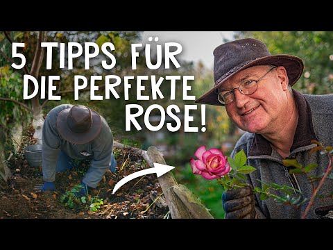 Video: Erstaunliche Beetrose: Pflanzen und Pflege