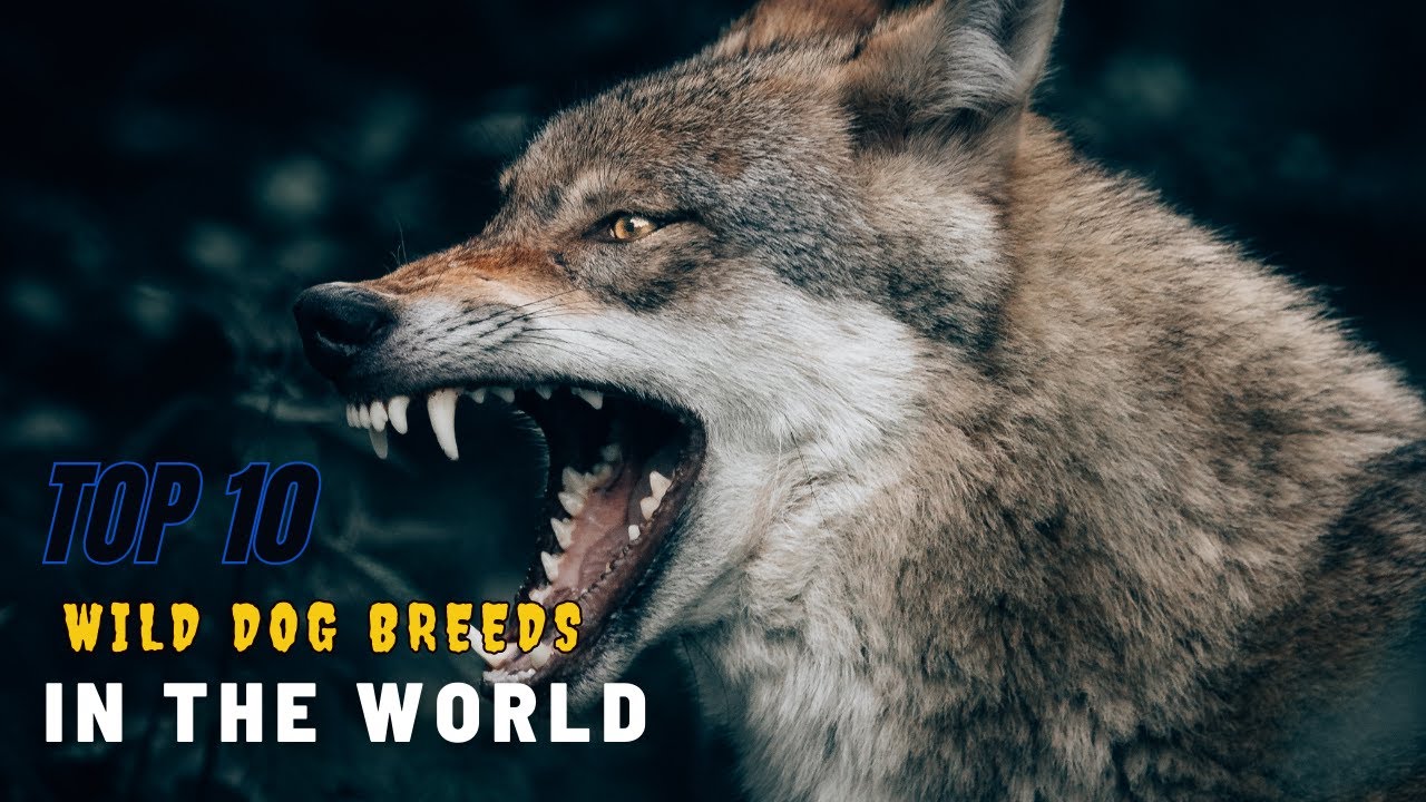 Top 10 Wild Dog Breeds In The World YouTube top-10-wild-dog-breeds-in-the-world-youtube
