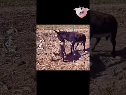 الحمار الشرس