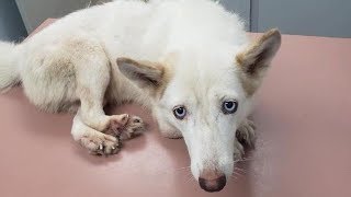 Женщина увидела собаку в клетке и сначала не поняла, что у нее с лапами, а потом поняла в чём дело Женщина увидела собаку в клетке и сначала не поняла, что у нее с лапами, а потом поняла в чём дело