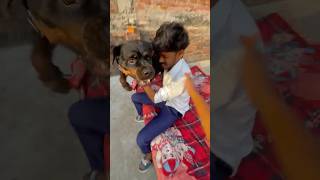 Don’t touch owner #rottweiler #viral #dog #shorts ￼