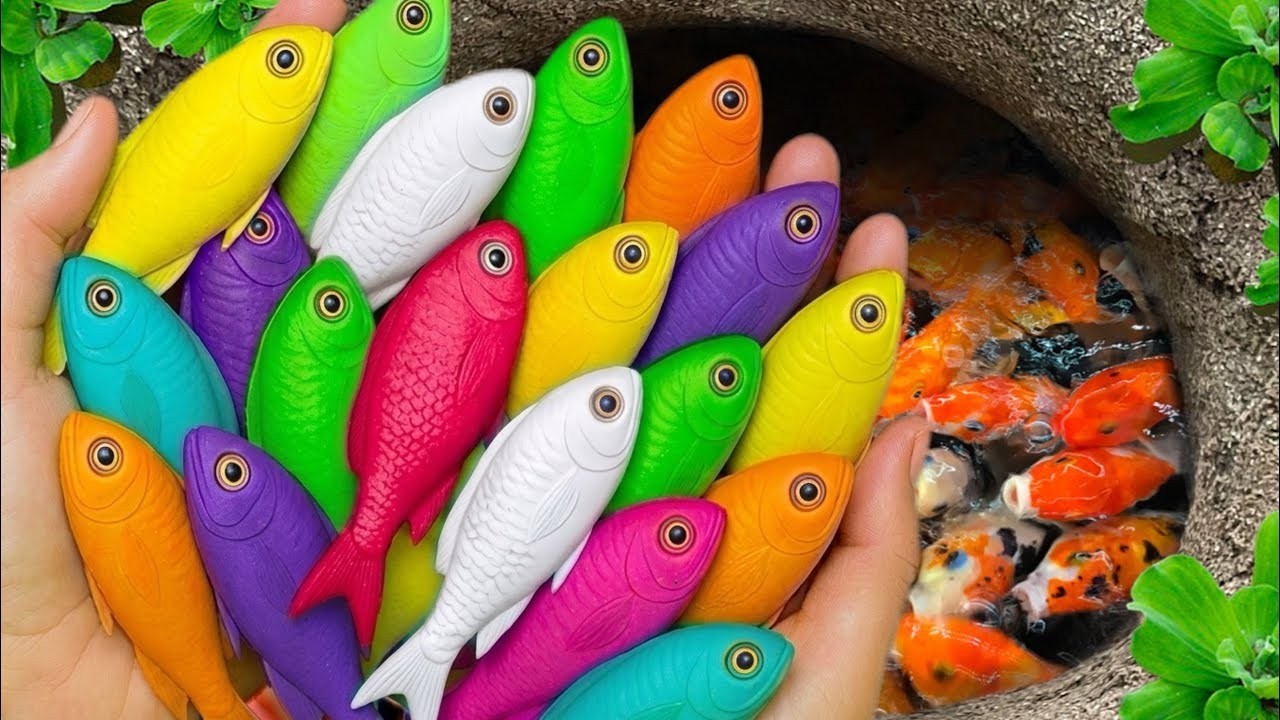 Catch beautiful ornamental fish in small pond, colorful baby turtles, koi carp, blue guppies, eels 🐠