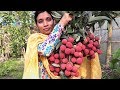 Farm Fresh Litchi Harvesting and Eating Challenge | Sweet Lychee Fruit By Street Village Food