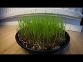 Literally watching grass grow gopro timelapse