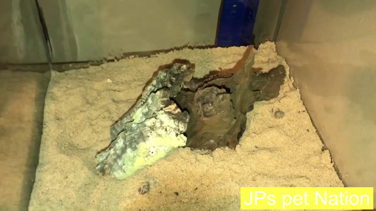 exotic pets nj rehousing my water bug and tiger beetles plus more