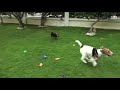 Wire Haired Fox Terrier 'Tiger' bonding with Welsh Terrier Puppy 'Tina'