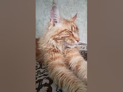 Овчарка ,, Белорусская ушастая порода ,, - YouTube
