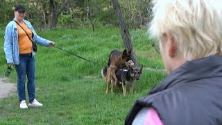 German shepherds Rex and Bona. Love at first sight. Odessa. Ukraine.