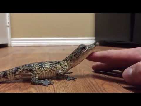 What baby Crocodiles really sound like