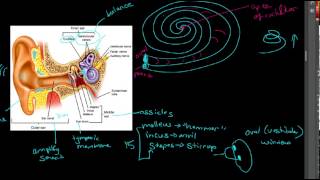 Auditory Pathway