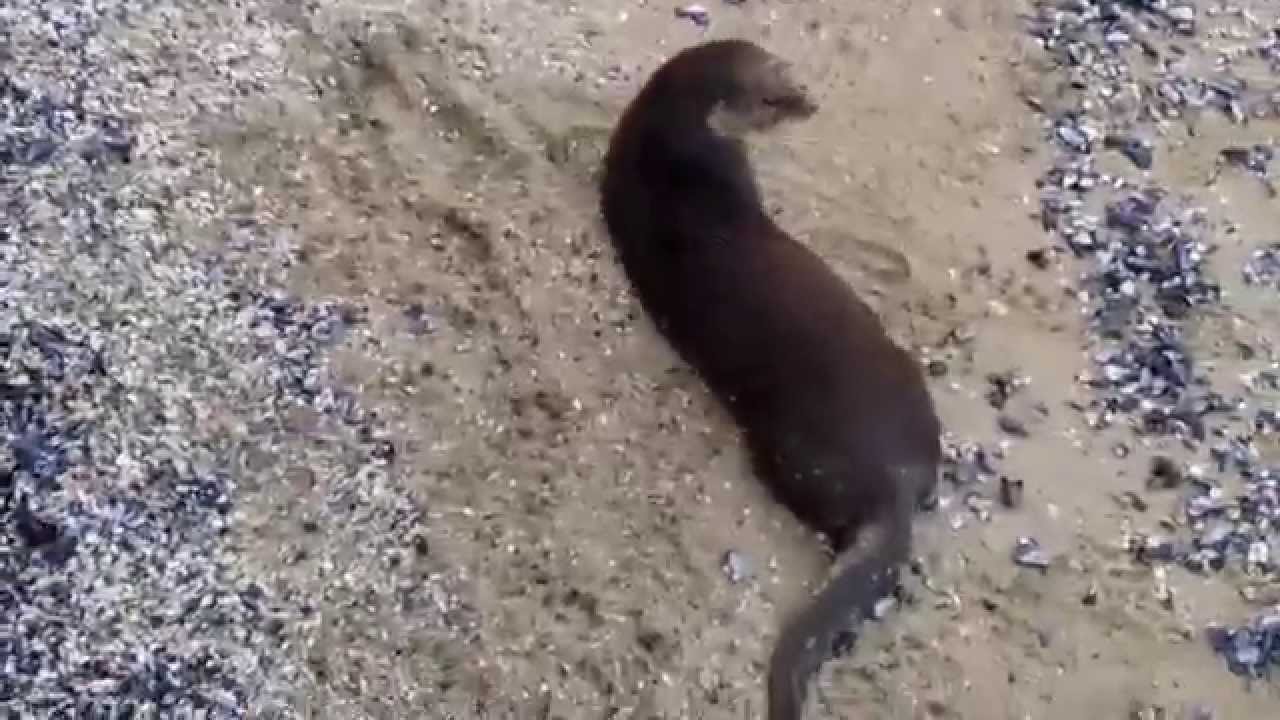 Wild Sea Otters in Stanley Park, Vancouver