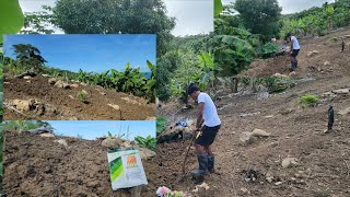 Plow the land and plant out the carrots 🥕  today