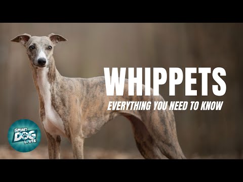 Video: Bisakah whippet dilepaskan?