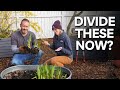 Can You Divide Irises In Spring Yes And Here S How Garden Iris Gardening 
