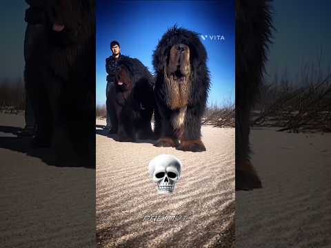 American Bully Cane Corso Dogo Argentino Tibetan Mastiff Dog Transformation Dog Shorts 