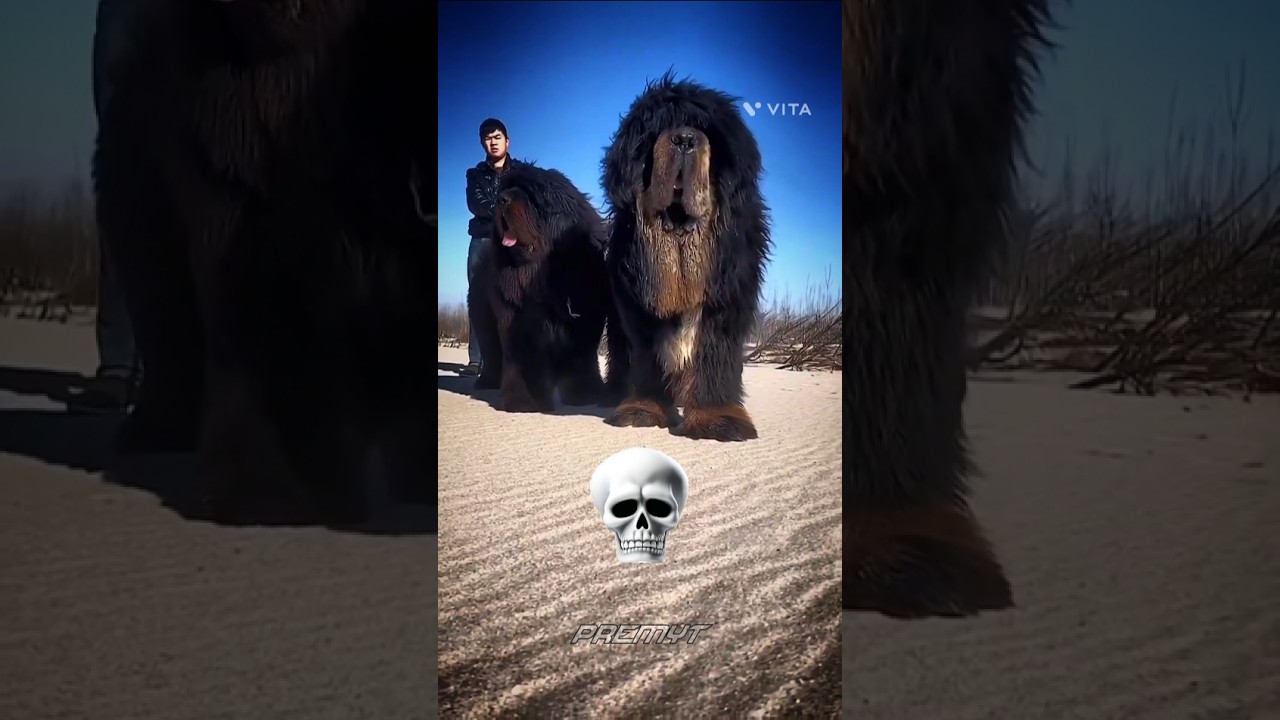 American Bully, Cane corso, Dogo Argentino, Tibetan mastiff Dog Transformation 🔥