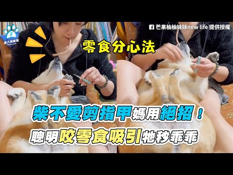 【柴不愛剪指甲媽用絕招！ 聰明咬零食吸引牠秒乖乖】｜FB / 芒果柚柚妹妹new life