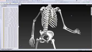 Cadhuman.com Advanced Poseable Skeleton