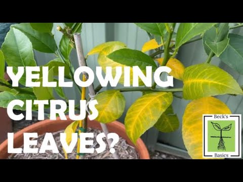 Wideo: Pomarańczowe liście drzewa zmieniają kolor na żółty - pomoc dla pomarańczowego drzewa z żółtymi liśćmi