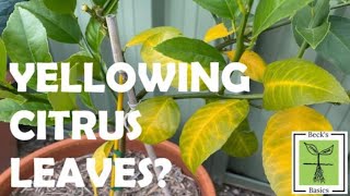 Are your CITRUS TREE LEAVES going yellow? What causes it and how do you fix it?