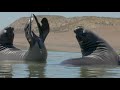 Abercrombie &amp; Kent Argentina | Whale Watching