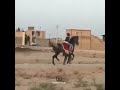 Little Boy Ridingрџ Їрџ Ґ ШіЩ Ш Ш Ъ Ш Ш ЫЊ ЩѕШіШ ШЁЪ Щ рџ Ґрџ Ї Animals Horse Boys Riding Cavalo Ш ШµШ Щ ЩЃШ Ші Ш ШіШЁ Little Boy Ridingрџ Їрџ Ґ ШіЩ Ш Ш Ъ Ш Ш ЫЊ ЩѕШіШ ШЁЪ Щ рџ Ґрџ Ї Animals Horse Boys Riding Cavalo Ш ШµШ Щ ЩЃШ Ші Ш ШіШЁ