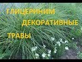 О ДЕКОРАТИВНЫХ ТРАВАХ!!! ЧТО С НИМИ ДЕЛАТЬ!