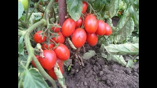 Низкорослые сорта томатов не требующие пасынкования