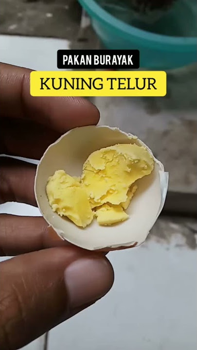 Cara membuat Pakan Burayak dengan Kuning Telur - Kuning Telur untuk Burayak cupang, Guppy, Tetra,dsb